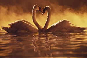 Images Dated 31st March 1997: Pair Of African Swans Swimming Toward Each Other, Misty Romantic