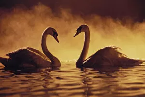 Images Dated 31st March 1997: Pair Of African Swans Swimming Toward Each Other, Misty Romantic