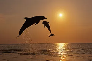Images Dated 14th May 2004: Pair Of Bottle Nose Dolphins Jumping @ Sunset Roatan Honduras Summer Backlit