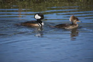 A Pair Of Hooded Mergansers (Lophodytes Cucullatus) Swim Near The Auto Tour Route A Pair Of Hooded Mergansers (Lophodytes Cucullatus) Swim Near The Auto Tour Route