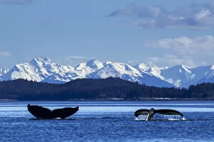 Images Dated 25th April 2014: A Pair Of Humpback Whale Tails As They Dive Beneath The Surface, Lynn Canal, Inside Passage