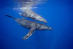 A Pair Of Humpback Whales (Megaptera Novaeangliae) Just Below The Surface; Hawaii A Pair Of Humpback Whales (Megaptera Novaeangliae) Just Below The Surface; Hawaii