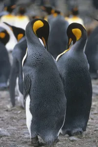 Pair Of King Penguins Among Colony Preening Feathers South Georgia Island Antarctic Pair Of King Penguins Among Colony Preening Feathers South Georgia Island Antarctic
