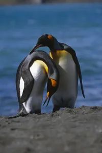 Pair Of King Penguins Preening Each Others Feathers South Georgia Island Antarctic Pair Of King Penguins Preening Each Others Feathers South Georgia Island Antarctic