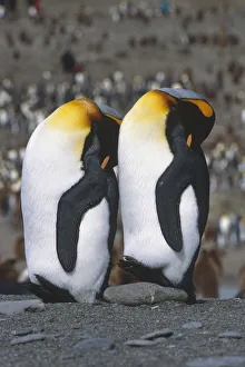 Pair Of King Penguins Sleeping Standing Up Next To Each Other South Georgia Island Antarctic Pair Of King Penguins Sleeping Standing Up Next To Each Other South Georgia Island Antarctic