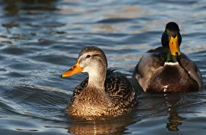 Images Dated 8th January 2012: A Pair Of Mallards Swim In The Columbia River; Astoria, Oregon, United States Of America