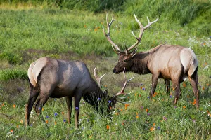 A Pair Of Rocky Mountain Elk Bulls Feed In A Field, Alaska Wildlife Conservation Center A Pair Of Rocky Mountain Elk Bulls Feed In A Field, Alaska Wildlife Conservation Center