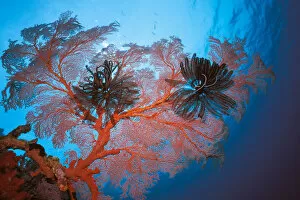 Images Dated 4th April 1997: Palau, Sea Fans Feather Stars (Gorgonacea Crinoidea)