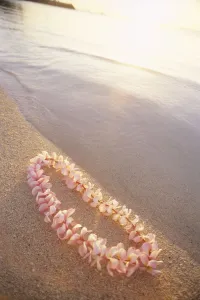 Pale Pink Plumeria Lei Along Shoreline Of Calm Water, Sunset Reflections Pale Pink Plumeria Lei Along Shoreline Of Calm Water, Sunset Reflections