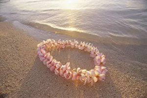 Pale Pink Plumeria Lei In Shoreline Waters With Golden Sunset Reflections Pale Pink Plumeria Lei In Shoreline Waters With Golden Sunset Reflections