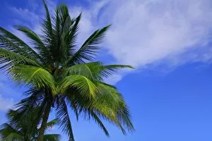 Images Dated 9th November 2004: Palm Tree Against Perfect Sky