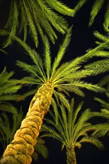 Images Dated 27th March 2006: Palm Trees, Arecaceae Genera