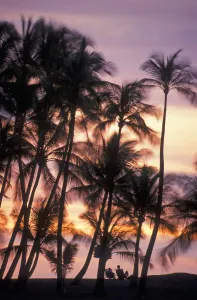 Palm Trees And A Couple In Beach Chairs At Sunset At Anaehoomalu Bay, Waikoloa Resort; Kohala, Island Of Hawaii, Hawaii Palm Trees And A Couple In Beach Chairs At Sunset At Anaehoomalu Bay, Waikoloa Resort; Kohala, Island Of Hawaii, Hawaii