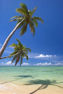 Palm Trees Lean And Cast Shadow On Beach, Turquoise Ocean, Dramatic Sky Palm Trees Lean And Cast Shadow On Beach, Turquoise Ocean, Dramatic Sky