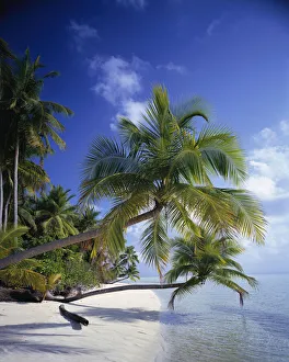 Palm trees leaning out to the ocean along a tropical beach, Maldives Palm trees leaning out to the ocean along a tropical beach, Maldives