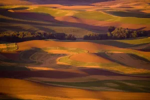 Cash Crop Gallery: Palouse wheat fields from Steptoe Butte at sunset, Washington, USA