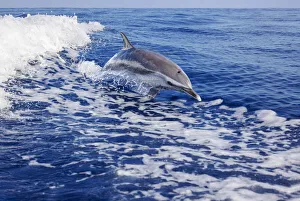 Pantropical spotted dolphin (Stenella attenuata) leaps out of the Pacific ocean; Hawaii, United States of America Pantropical spotted dolphin (Stenella attenuata) leaps out of the Pacific ocean; Hawaii, United States of America