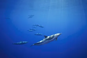 Pantropical spotted dolphins (Stenella attenuata) in open ocean; Hawaii, United States of America Pantropical spotted dolphins (Stenella attenuata) in open ocean; Hawaii, United States of America