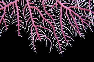 Papua New Guinea, Detail Of Pink Lace Coral (Stylaster Sp?) With Whitetips, Black Papua New Guinea, Detail Of Pink Lace Coral (Stylaster Sp?) With Whitetips, Black
