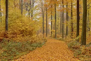 Path in Beech Forest in Autumn, Spessart, Bavaria, Germany