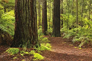 Path through Whakarewarewa Forest with Redwood Trees, near Rotorua, Bay of Plenty, North Island, New Zealand Path through Whakarewarewa Forest with Redwood Trees, near Rotorua, Bay of Plenty, North Island, New Zealand