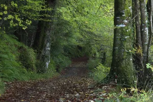 Path Through The Woods; Inistioge, County Kilkenny, Ireland Path Through The Woods; Inistioge, County Kilkenny, Ireland