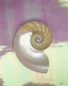 Pearl Nautilus Shell Show Chambers On Pearly Dewy Background Pearl Nautilus Shell Show Chambers On Pearly Dewy Background