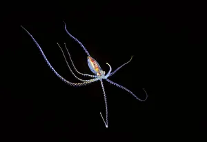 Pelagic species of octopus no more than five inches across at night in Coral Sea; Australia Pelagic species of octopus no more than five inches across at night in Coral Sea; Australia