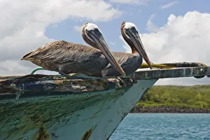 Two Pelicans (Pelecanus Occidentalis) On A Derelict Boat In The Harbor; San Cristobal, Galapagos Islands, Ecuador Two Pelicans (Pelecanus Occidentalis) On A Derelict Boat In The Harbor; San Cristobal, Galapagos Islands, Ecuador