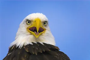 Perched Eagle Opens Beak To Call In Spring Homer Alaska Perched Eagle Opens Beak To Call In Spring Homer Alaska
