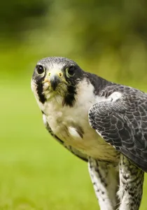 Peregrine Falcon (Falco Peregrinus); Windermere, Cumbria, England Peregrine Falcon (Falco Peregrinus); Windermere, Cumbria, England