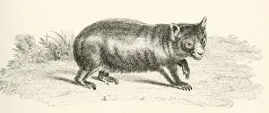 Phascolonus Of The Wombat Family. Australian Marsupial, Now Extinct. From The National Encyclopaedia, Published C.1890 Phascolonus Of The Wombat Family. Australian Marsupial, Now Extinct. From The National Encyclopaedia, Published C.1890