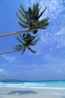 Philippines, Boracay Island, White Sand Beach, Clear Waters, Two Palm Trees Philippines, Boracay Island, White Sand Beach, Clear Waters, Two Palm Trees
