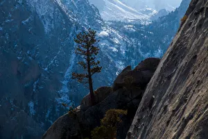 Pine tree on the high cliffs of the Whitney Portal and snowy Sierras, Lone Pine, California, USA Pine tree on the high cliffs of the Whitney Portal and snowy Sierras, Lone Pine, California, USA