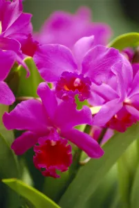Images Dated 24th July 1997: Pink Cattleya Orchids B1594