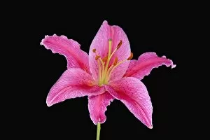 Images Dated 6th June 2006: Pink Lily Against Black Background