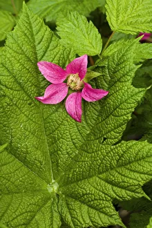 Pink Salmon Berry Flower Resting On Devils Club Leaf Cordova Alaska Pink Salmon Berry Flower Resting On Devils Club Leaf Cordova Alaska