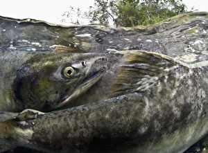 Pink Salmon Homing To Their Natal Stream To Spawn, Hartney Bay, Alaska Pink Salmon Homing To Their Natal Stream To Spawn, Hartney Bay, Alaska