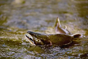 Pink Salmon Struggling To Return To Their Spawning Stream To Lay Their Eggs; British Columbia, Canada Pink Salmon Struggling To Return To Their Spawning Stream To Lay Their Eggs; British Columbia, Canada