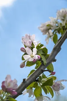 Pink And White Crabapple Flowers Against A Blue Sky; Toronto, Ontario, Canada Pink And White Crabapple Flowers Against A Blue Sky; Toronto, Ontario, Canada