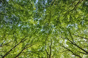 Plane Tree (Platanus) seen from below. Loir-et-Cher, Loire Valley, France Plane Tree (Platanus) seen from below. Loir-et-Cher, Loire Valley, France
