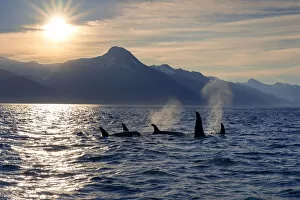 Toothed Whale Gallery: Pod of Killer whales off the coast of Alaska
