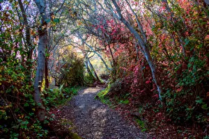 Poison oak adds colour to the foliage along a trail Poison oak adds colour to the foliage along a trail