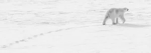 Polar bear crossing pack ice, Arctic, Svalbard Archipelago, Norway Polar bear crossing pack ice, Arctic, Svalbard Archipelago, Norway