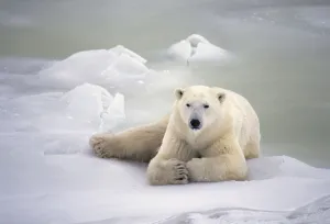 Polar Bear Lying On The Ice Churchill Manitoba Canada Spring Polar Bear Lying On The Ice Churchill Manitoba Canada Spring