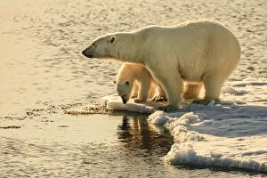 Ice Cap Gallery: Polar bear mother and cub on pack ice under the midnight sun, Svalbard, Norway