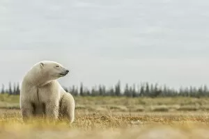 Images Dated 14th September 2014: Polar Bear Sitting By The Coast Of Hudson Bay; Manitoba, Canada