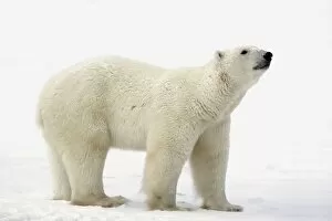 Images Dated 11th November 2006: Polar Bear (Ursus Maritimus)