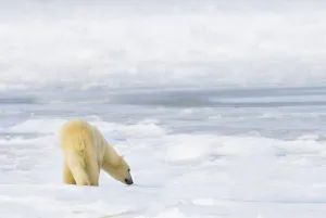 Polar Bear (Ursus Maritimus) Being Curious, Sniffing And Exploring Territory For Food; Churchill, Manitoba, Canada Polar Bear (Ursus Maritimus) Being Curious, Sniffing And Exploring Territory For Food; Churchill, Manitoba, Canada