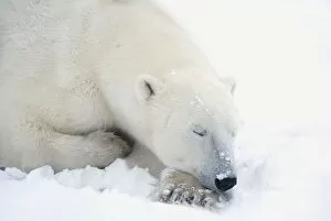 Images Dated 11th November 2006: Polar Bear (Ursus Maritimus) Has His Eyes Closed During A Very Peaceful Sleep; Churchill